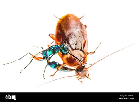 Jewel wasp (Ampulex compressa) stinging Cockroach prey (Periplaneta ...