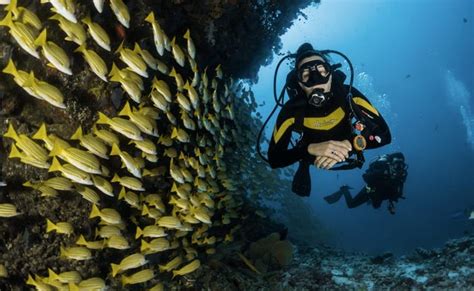 Top Destinations To Go Scuba Diving In India For An Adventurous