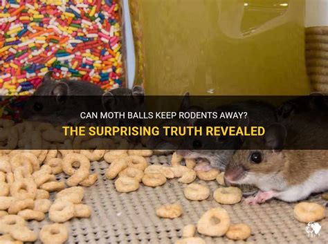 Can Moth Balls Keep Rodents Away The Surprising Truth Revealed Petshun