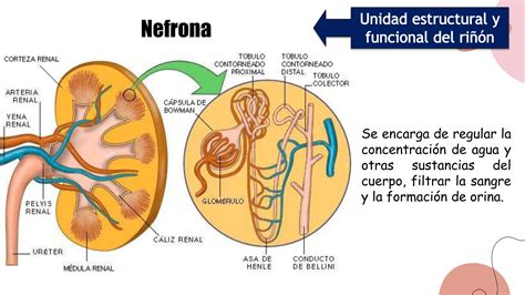 Anatomia del aparato urinario riñones ureteres vejiga y uretra PPT