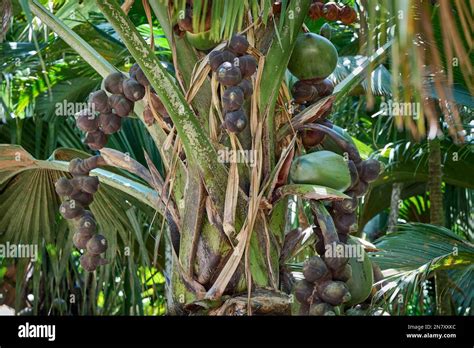 Huge Nuts Of Coco De Mer Palm Tree In Vallee De Mai Praslin Island