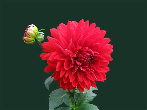 Dahlia Desktop Wallpapers - Top Free Dahlia Desktop Backgrounds ...