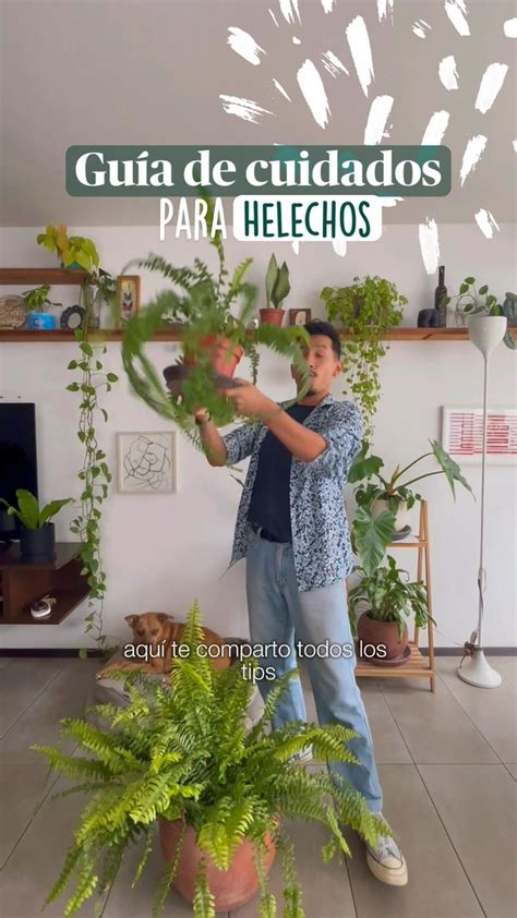 Aprende A Cuidar Plantas Con Esta Guía De Cuidados Para Tus Helechos 🪴