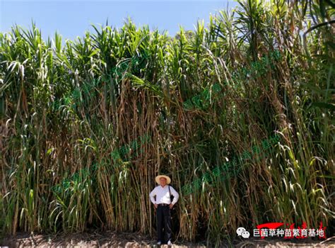 人民日报 传授菌草技术，扎下友谊之根 巨菌草丨巨菌草种植丨巨菌草种苗丨巨菌草饲料丨绿洲一号丨巨菌草价格丨牧草种子丨皇竹草丨国家菌草工程技术研究中心海南基地。 关于我们