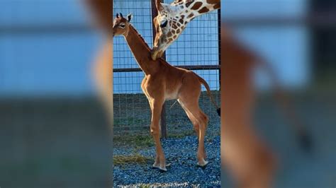 Spotless giraffe: A baby giraffe was born without spots, a Tennessee ...