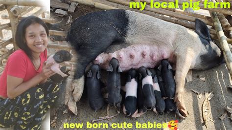 New Born Cute Babies Awesome Mother Pigs Their Piglets Local