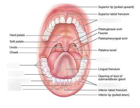 Teeth Diagram | Quizlet