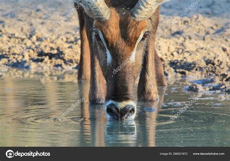 Close Shot Beautiful Wild Gazelle Natural Habitat — Stock Photo ...