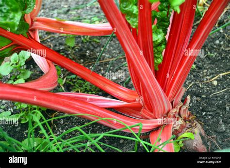 Acelga En Tierra Fotos e Imágenes de stock Alamy