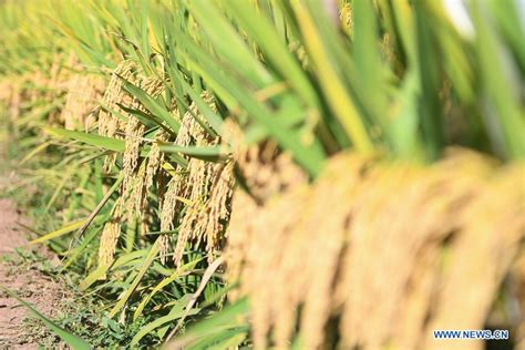 Third Generation Hybrid Rice Achieves High Yields In China China Story