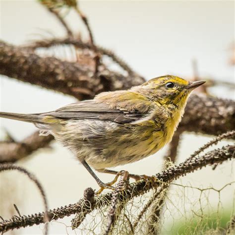 Townsend S Warbler Nature Companion