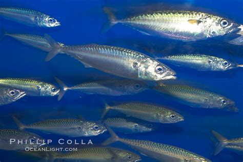 Pacific Mackerel Photo Stock Photograph Of A Pacific Mackerel Scomber