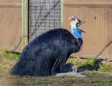 Strutting, Waddling, and Grazing: 21 Large Flightless Birds - The ...