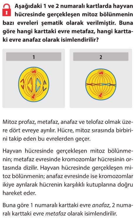 Mitoz Bölünme Çözümlü Sorular cevaplar örnekler test 8 sınıf fen bilimleri