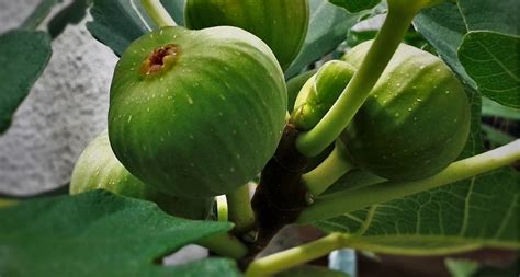 Figuier Société Nationale d Horticulture de France