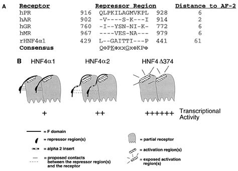 Model For The Inhibition Of Transactivation And Coactivator Binding By