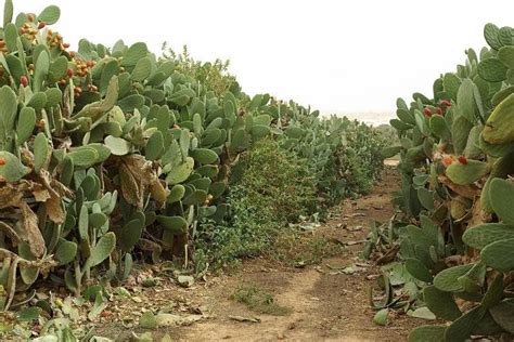 Tunisia Cactus Fences Recent Plants Cactus Garden