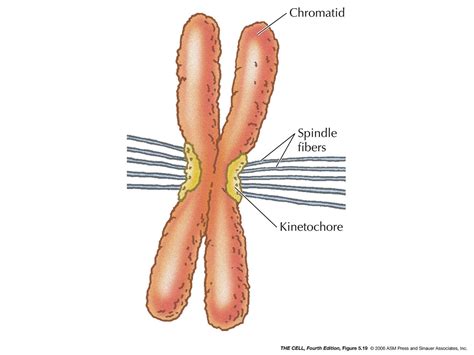 Centrioles And Spindle Fibers / Mitosis - Chromosomes appear as ...