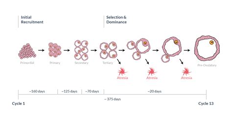 What Happens In Your Body During Ovulation