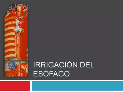 IRRIGACIÓN DRENAJE VENOSO DRENAJE LINFÁTICO E INERVACIÓN DEL ESÓFAGO