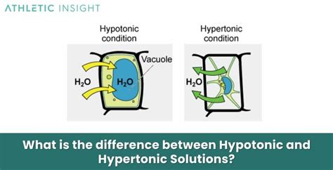 Hypotonic Solution Definition Effect And Examples Athletic Insight