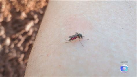 Jovem De Anos Morre Por Dengue Em Sorocaba Cidade Ultrapassa Mil