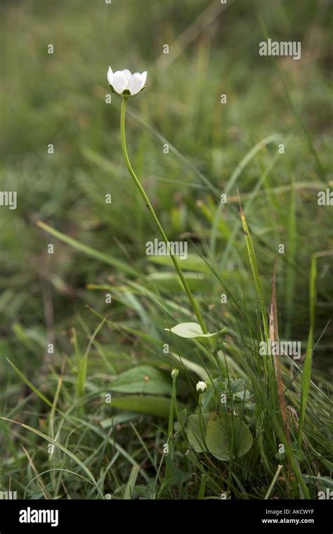 Parnassus Grass Hi Res Stock Photography And Images Alamy