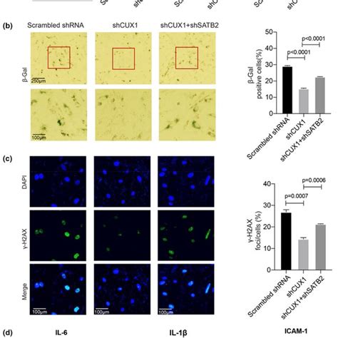 Functional Analysis Demonstrating That Downregulation Of SATB2 Induces