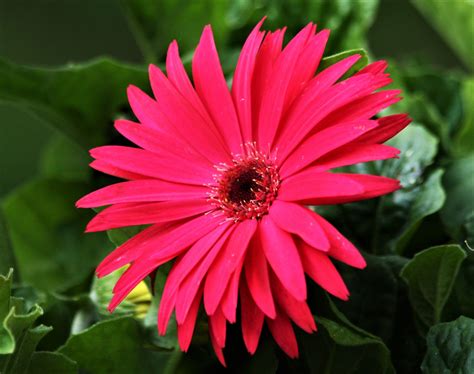 Pink Gerber Daisy Close Up Free Stock Photo Public Domain Pictures