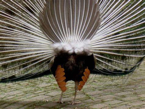 MobileSampa: Pavão ... siga o pavão 2