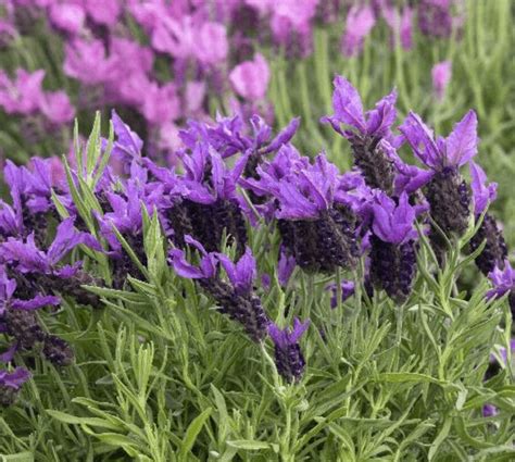 10 Purple Perennials to Plant for Beauty Each Year - Birds and Blooms