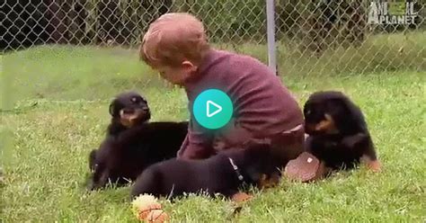 Rottweiler Wrestlin  On Imgur