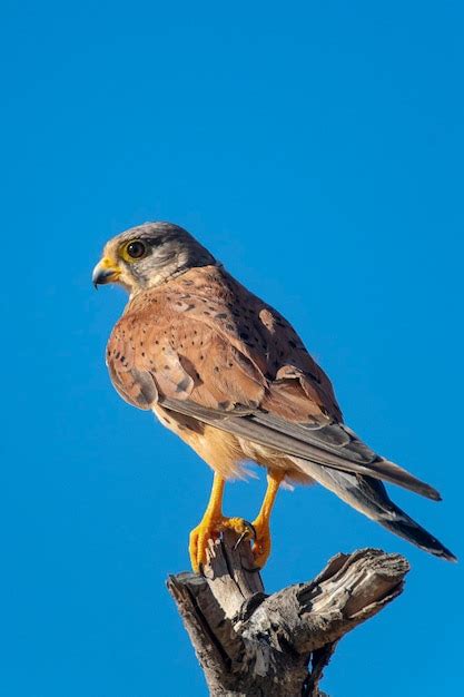 Premium Photo Common Kestrel European Kestrel Eurasian Kestrel Or Old