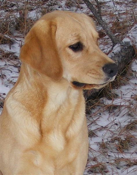 Miniature Labrador Retriever pups