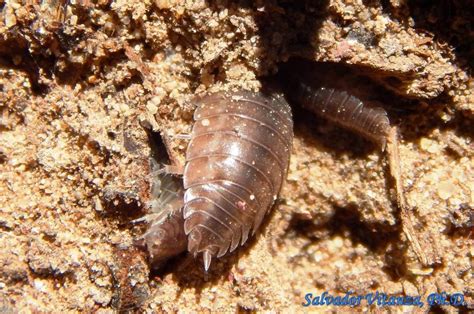 Class Malacostraca-Isopoda-Porcellionidae-Porcellio laevis-Swift ...