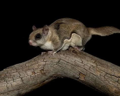 Southern Flying Squirrel Zoopedia Wiki Fandom