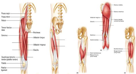 Muscles Acting On The Knee And Leg Diagram Quizlet