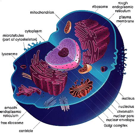 Nuclear Envelope