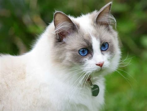 15 Less Known Facts About White Cat Breeds - Kitty Wise