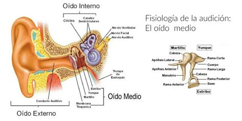 Oído De La Membrana Timpánica