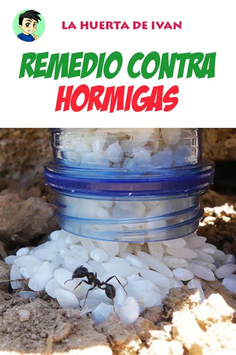 Awasome Como Hacer Un Insecticida Casero Para Eliminar Las Hormigas