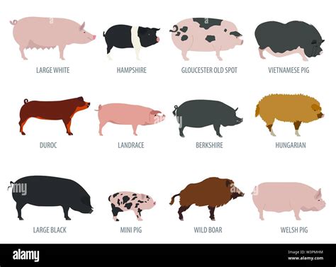 Pigs Hogs Breed Icon Set Flat Design Vector Illustration Stock