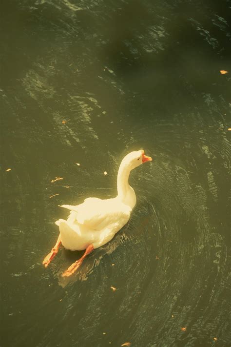 Goose Wallpaper Photos, Download The BEST Free Goose Wallpaper Stock