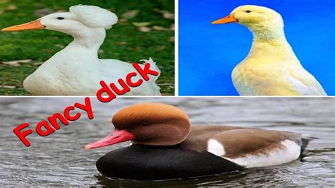 Fancy Duck Breeds Most Popular Duck In The World Youtube