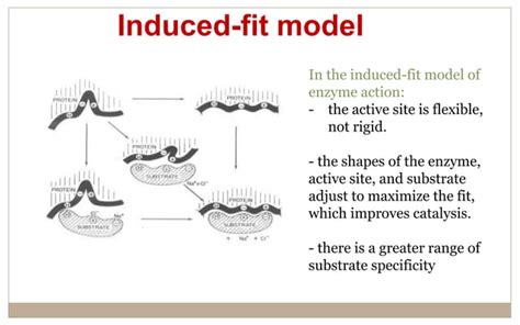 Enzymes (General Introduction & Action Mechanism) | PPT | Free Download