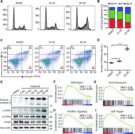 PLK1 inhibition enhances G2-M arrest and apoptosis. A, B, cell cycle ...