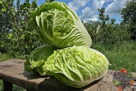 Пекинская капуста – польза и вред, вкусные рецепты для здоровья ...