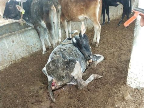 The Cows Are Suffering In The Cowsheds Of Kheragarh 60 Rupees Spent On