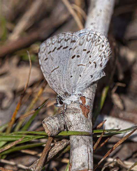 Spring Azure butterfly | Mike Powell