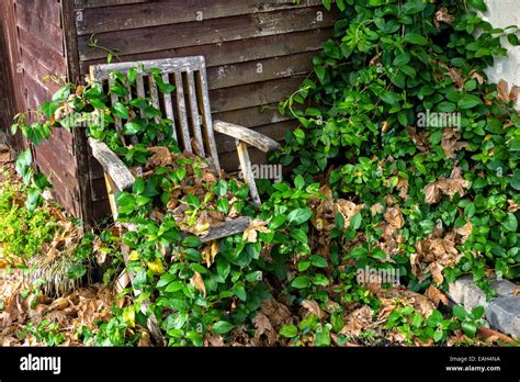 A garden chair overgrown with plants Stock Photo - Alamy